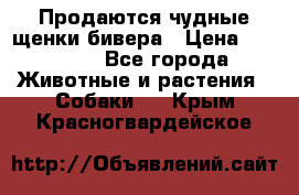 Продаются чудные щенки бивера › Цена ­ 25 000 - Все города Животные и растения » Собаки   . Крым,Красногвардейское